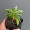 1051. Sansevieria Vienna