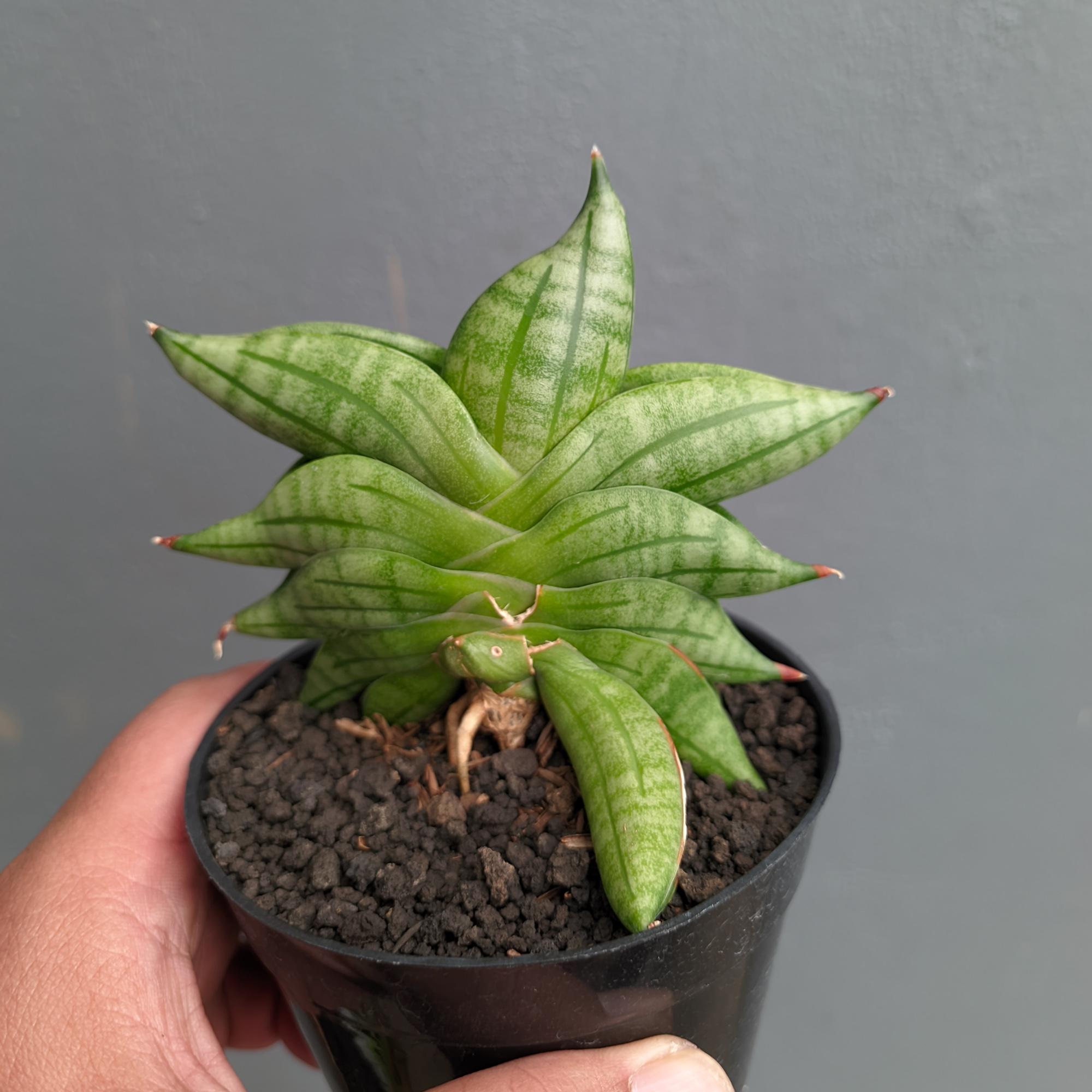 1051. Sansevieria Vienna