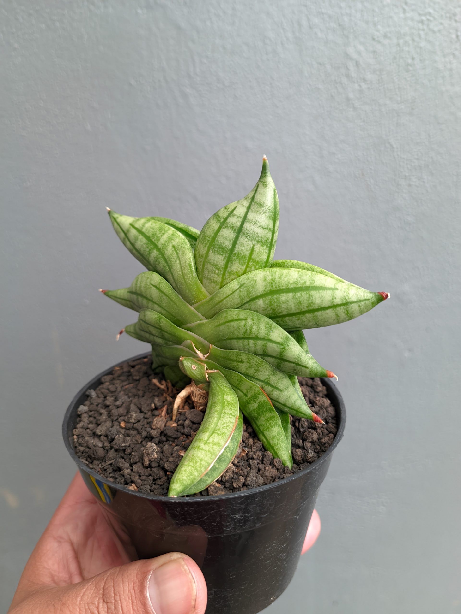 1051. Sansevieria Vienna - Image 11