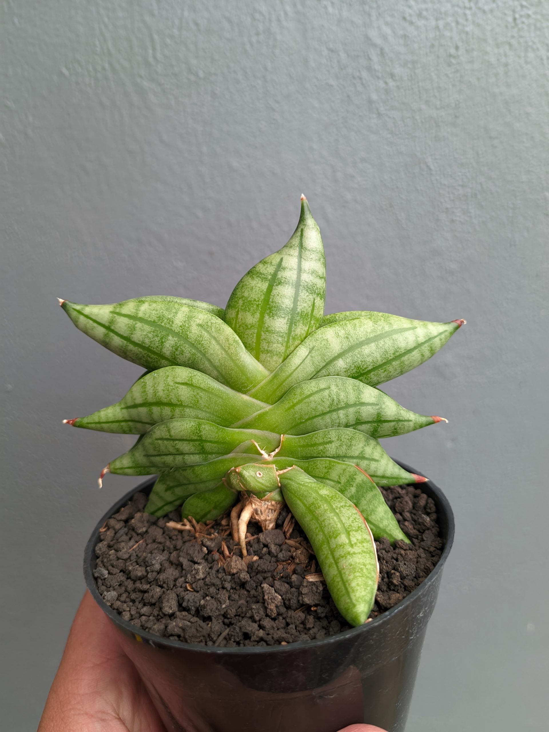 1051. Sansevieria Vienna - Image 20