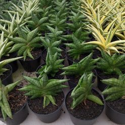 Alternative view of 1051. Sansevieria Vienna