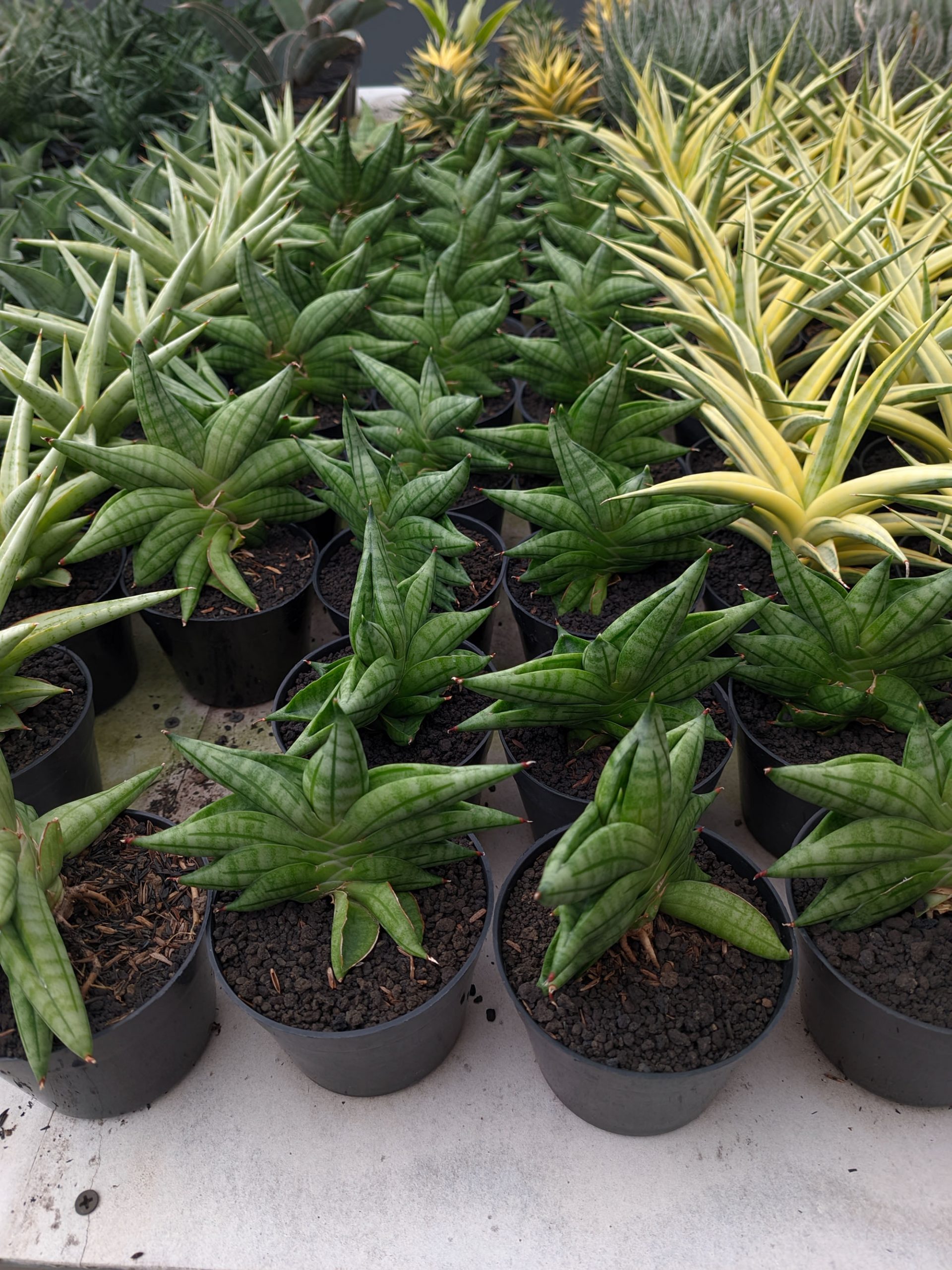1051. Sansevieria Vienna - Image 2