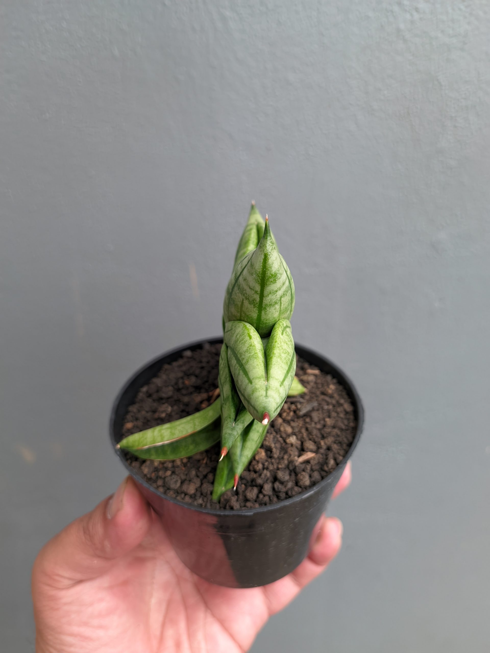 1051. Sansevieria Vienna - Image 13
