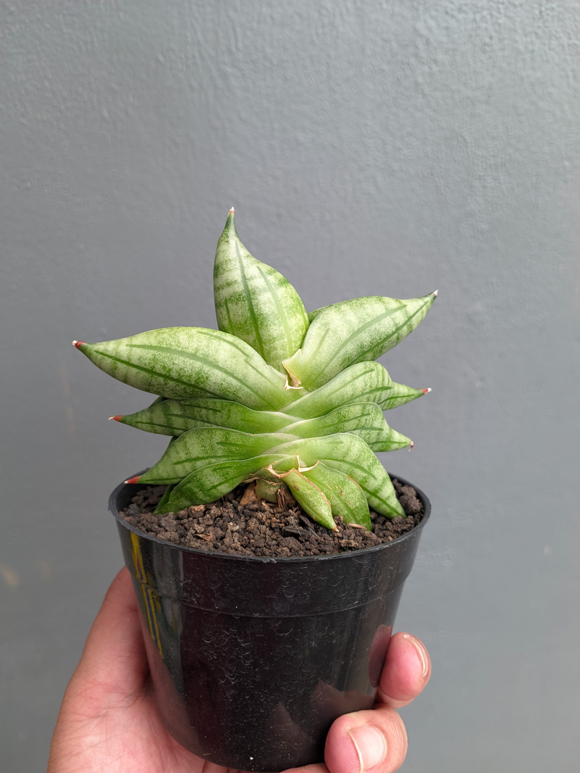 1051. Sansevieria Vienna - Image 15