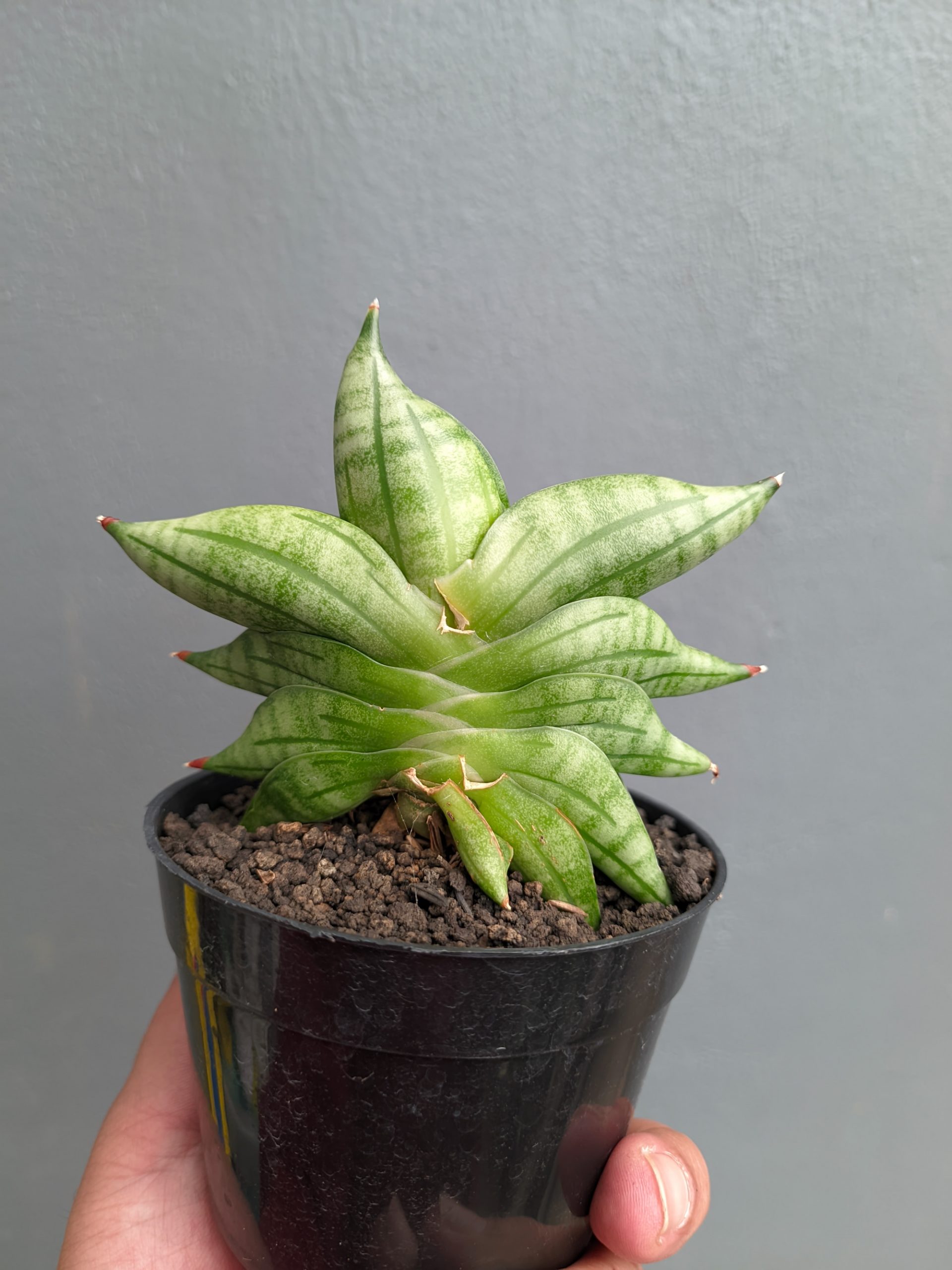 1051. Sansevieria Vienna - Image 7