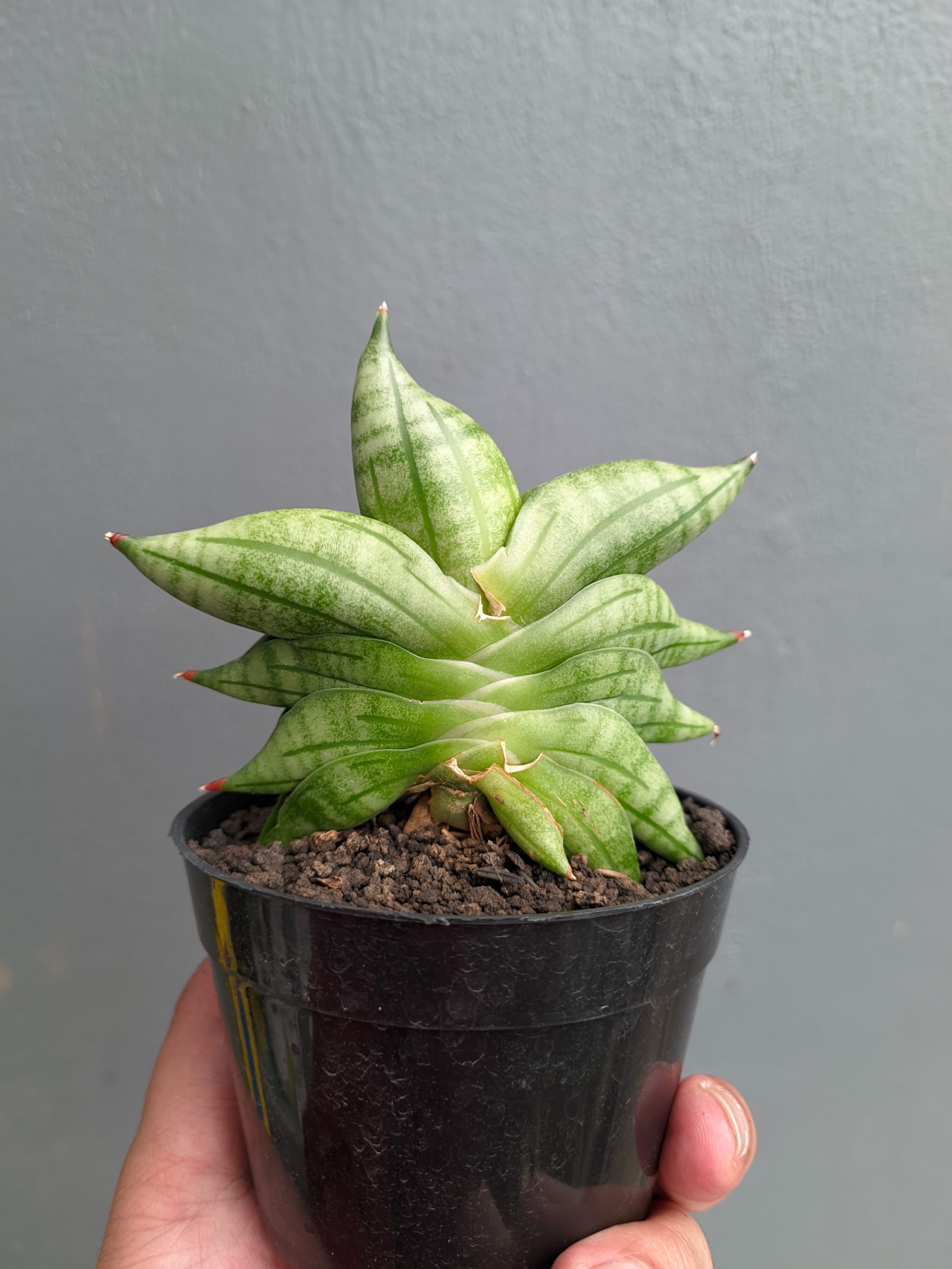 1051. Sansevieria Vienna - Image 5
