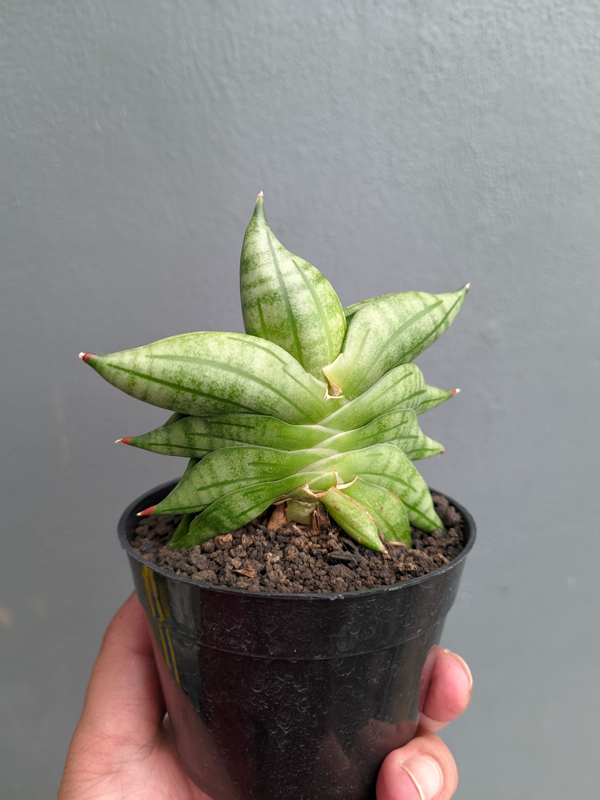 1051. Sansevieria Vienna - Image 3