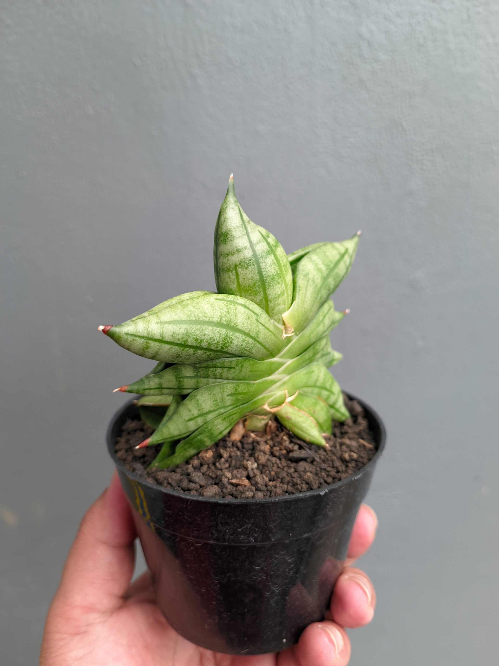 1051. Sansevieria Vienna - Image 17