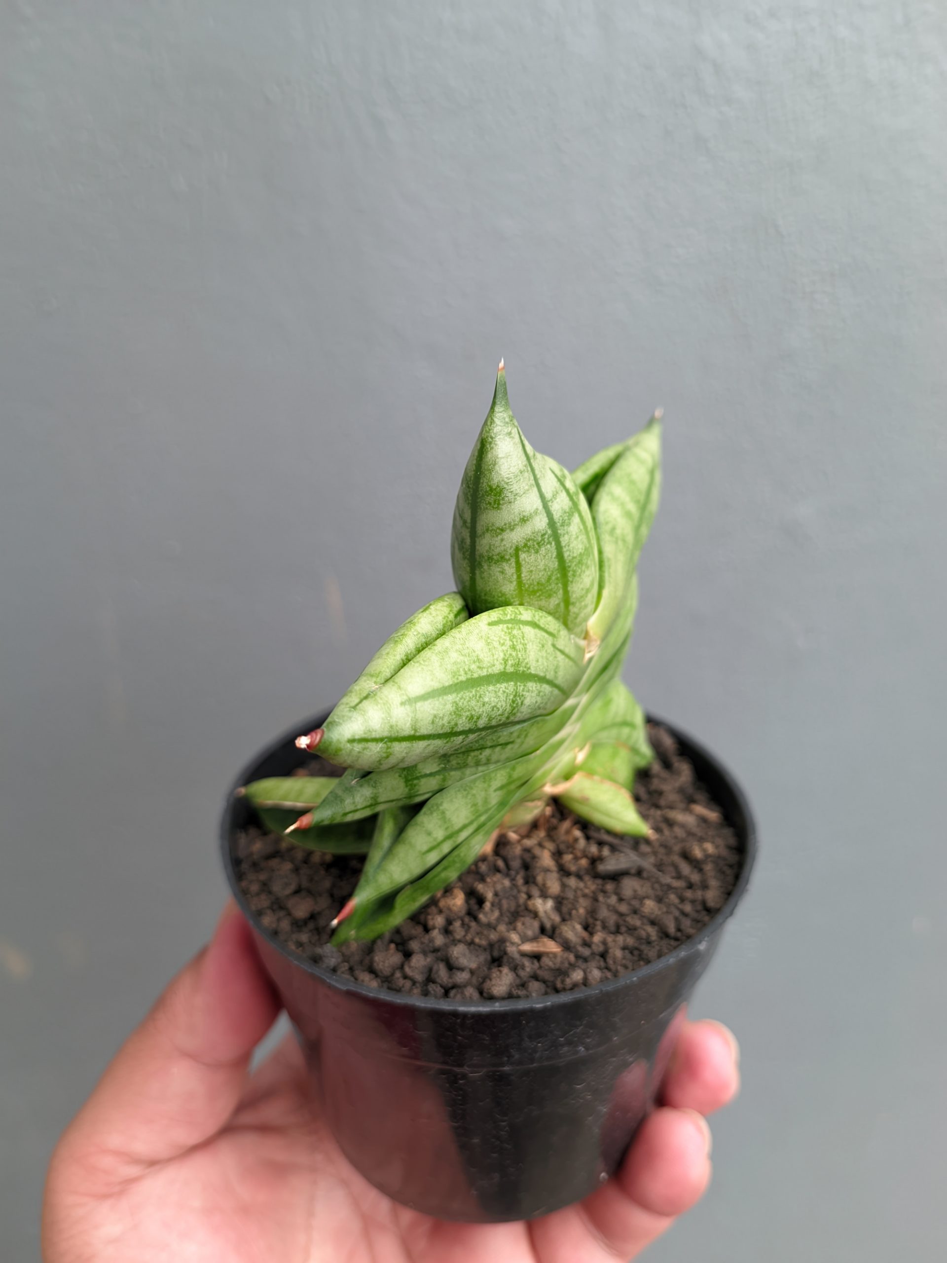 1051. Sansevieria Vienna - Image 9