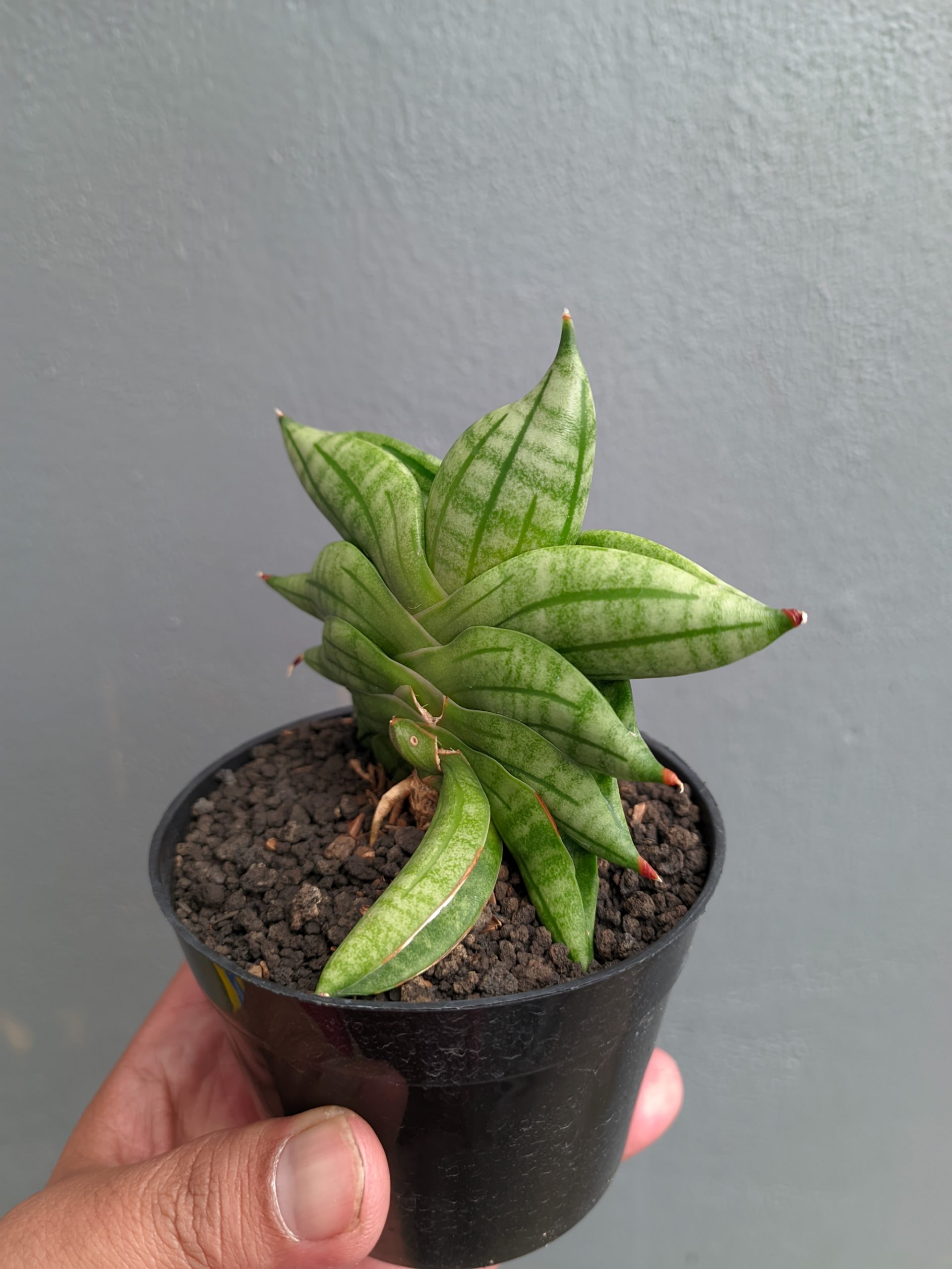 1051. Sansevieria Vienna - Image 19