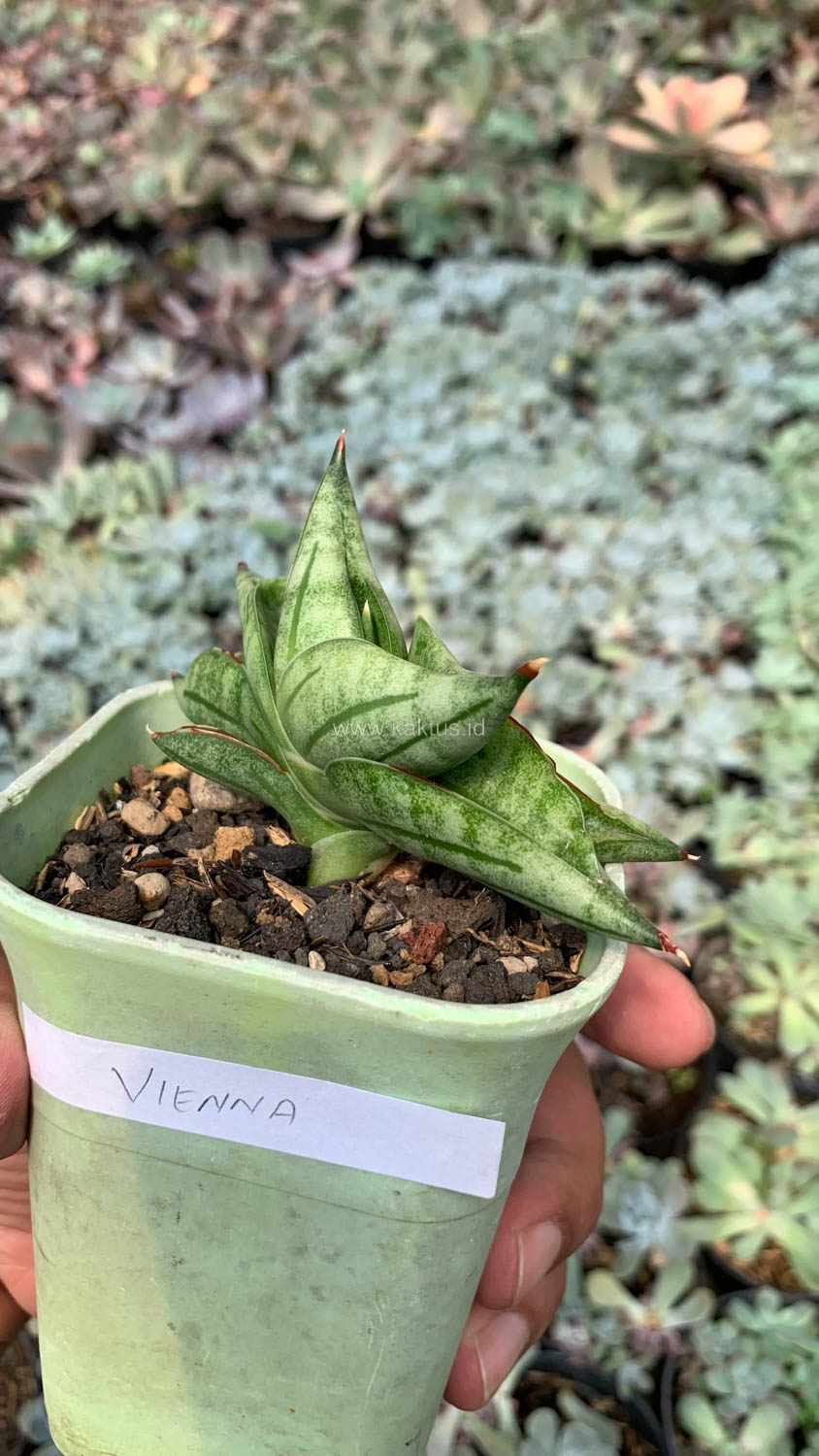 1051. Sansevieria Vienna - Image 10