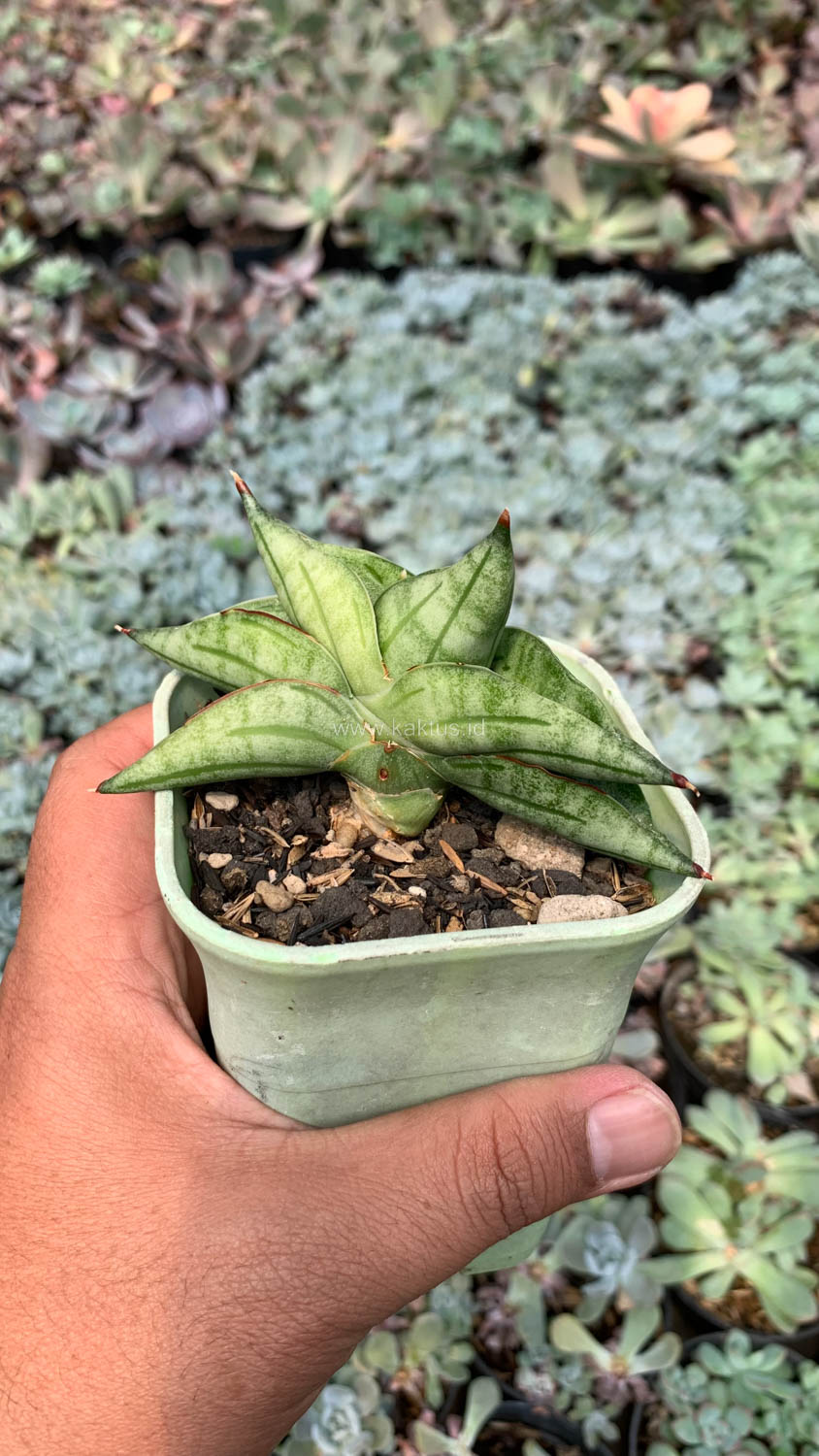 1051. Sansevieria Vienna - Image 12