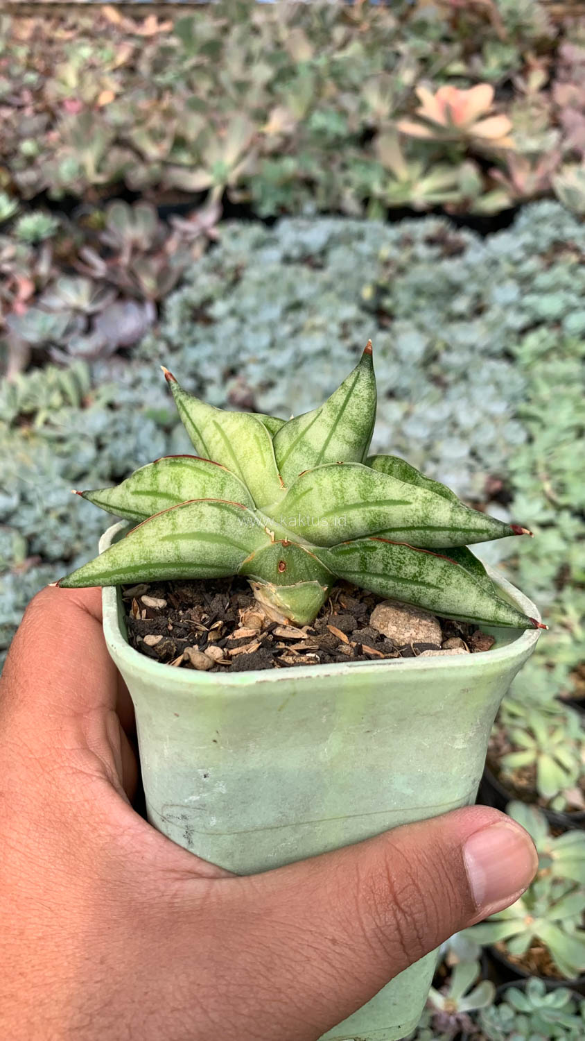 1051. Sansevieria Vienna - Image 14
