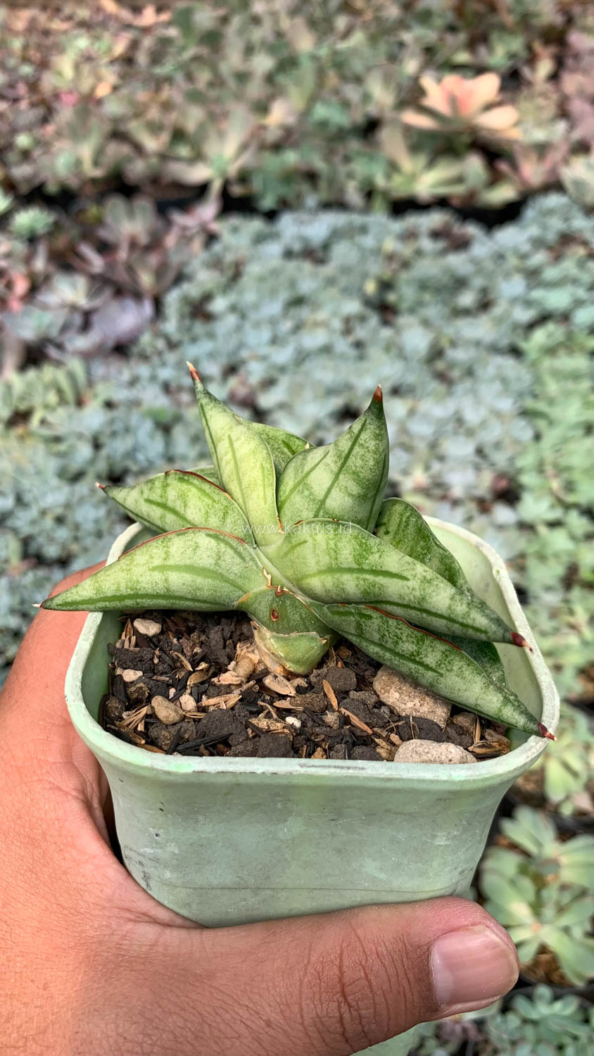 1051. Sansevieria Vienna - Image 8