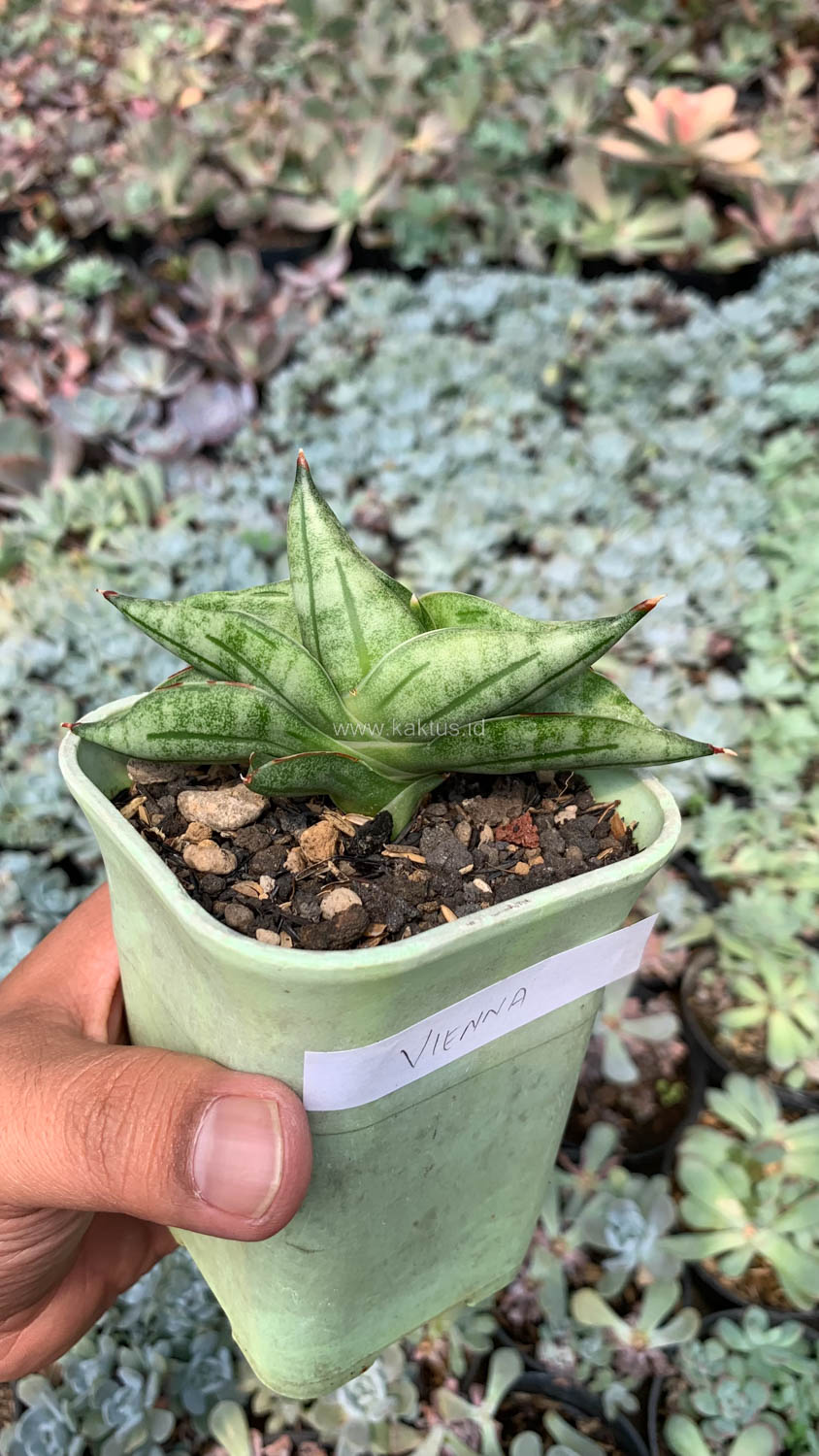 1051. Sansevieria Vienna - Image 6