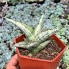 1052. Sansevieria Donii