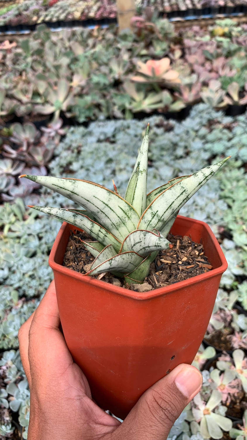 1052. Sansevieria Donii - Image 3