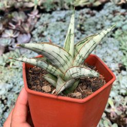 Alternative view of 1052. Sansevieria Donii