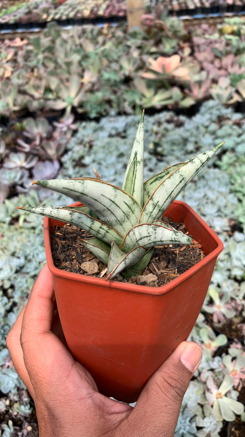 1052. Sansevieria Donii - Image 2