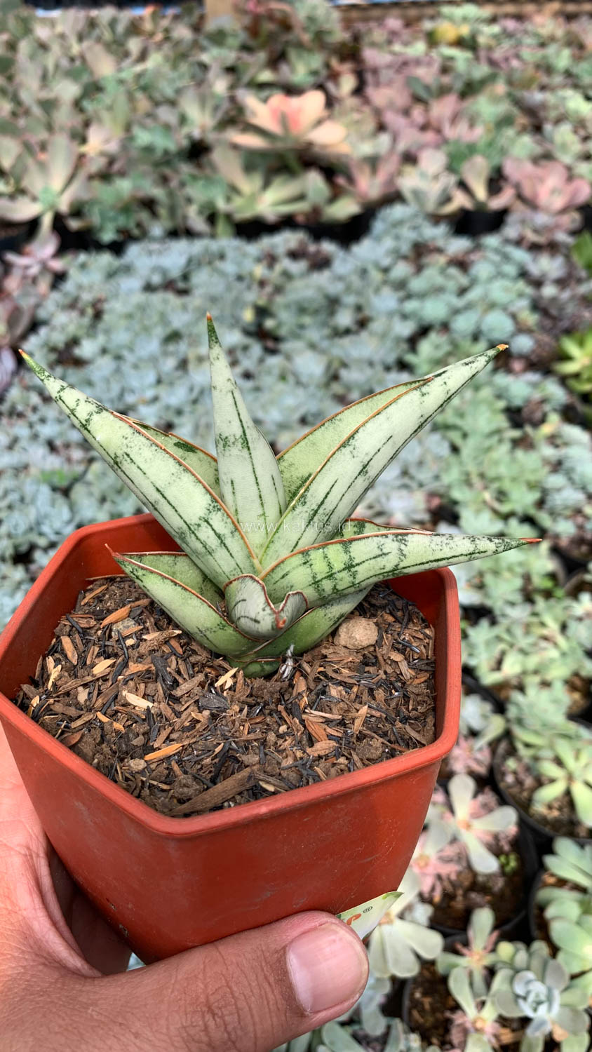 1052. Sansevieria Donii - Image 11