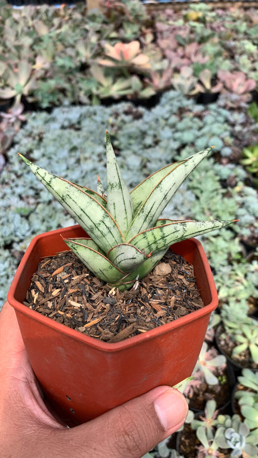 1052. Sansevieria Donii - Image 10
