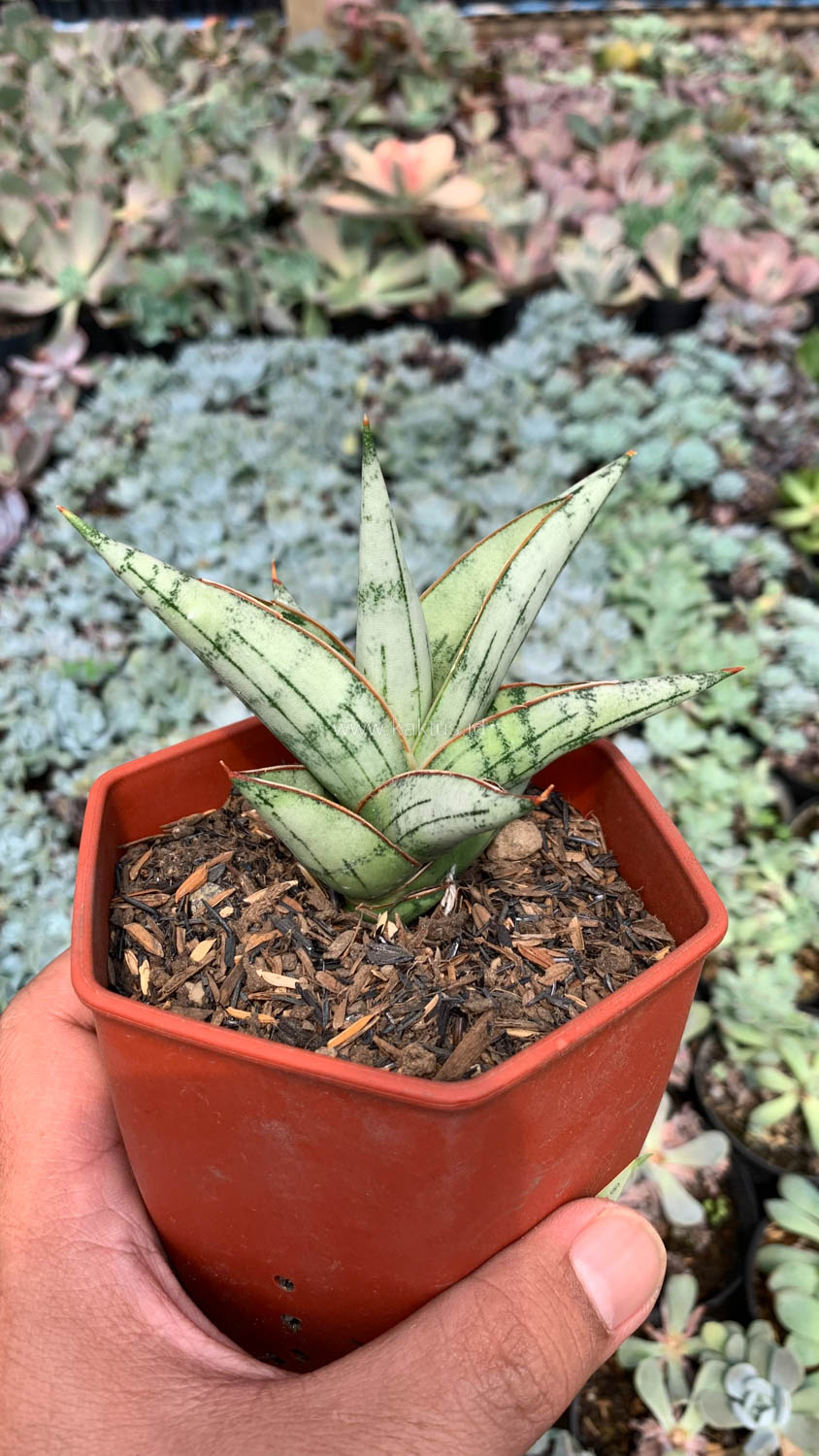 1052. Sansevieria Donii - Image 9