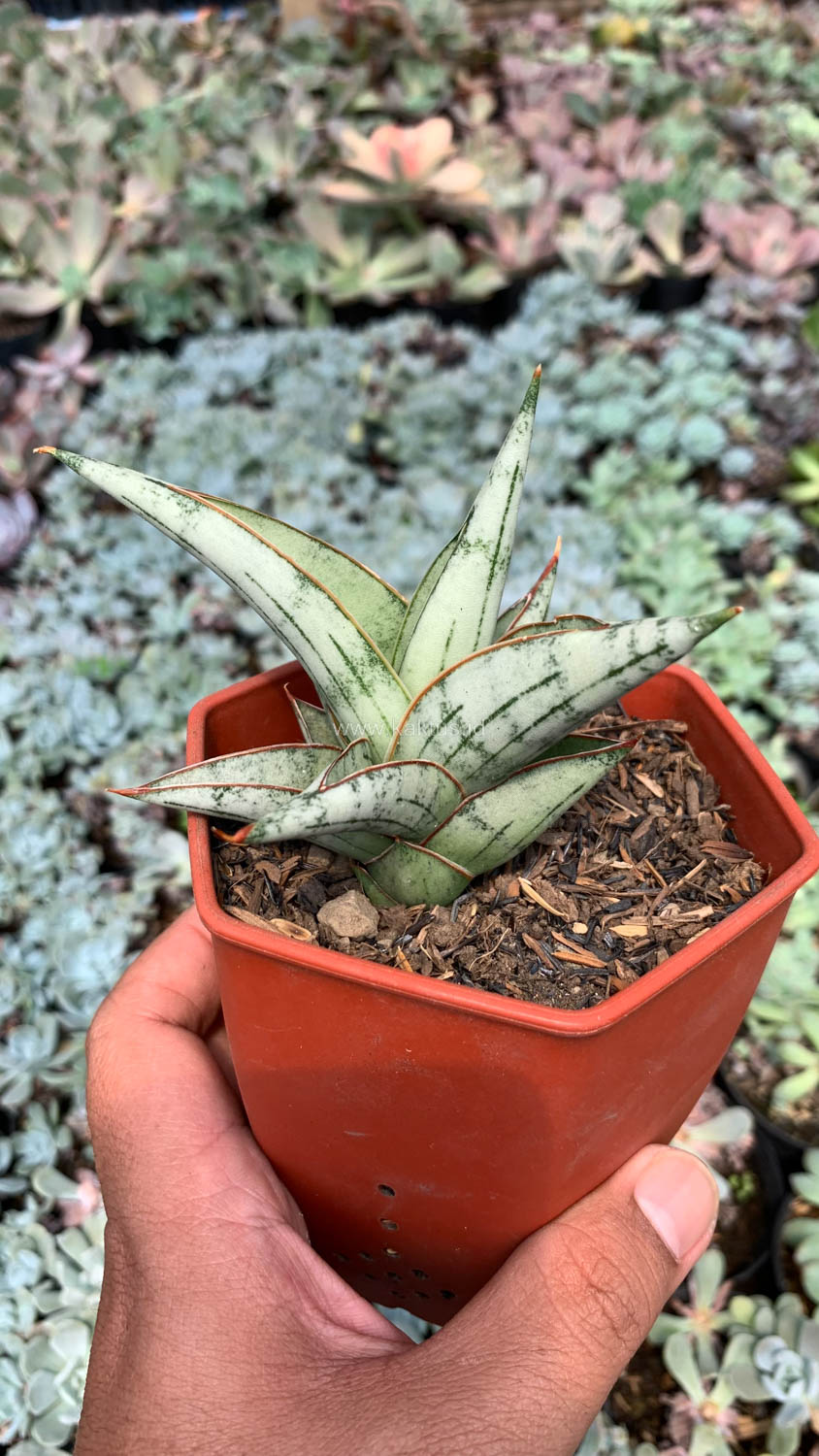 1052. Sansevieria Donii - Image 8