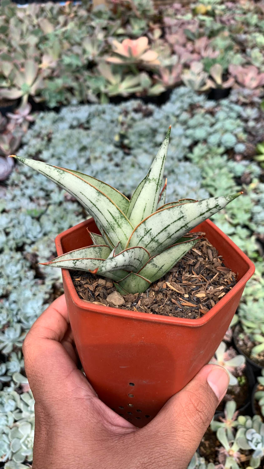 1052. Sansevieria Donii - Image 7
