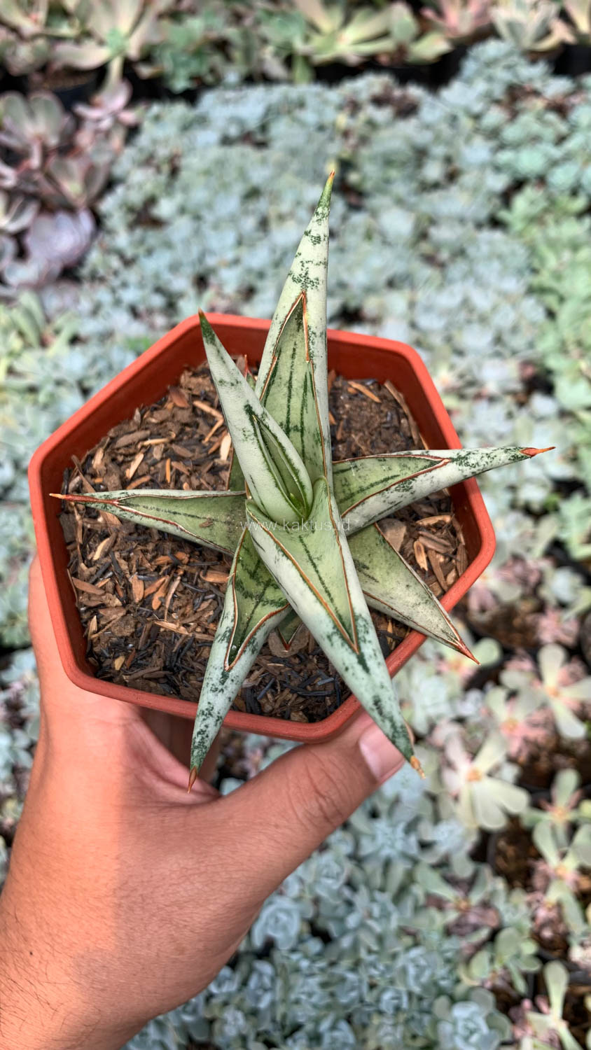 1052. Sansevieria Donii - Image 6