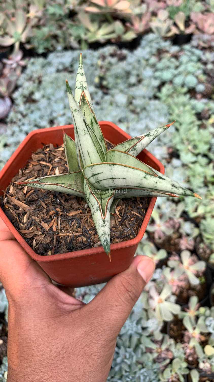 1052. Sansevieria Donii - Image 5