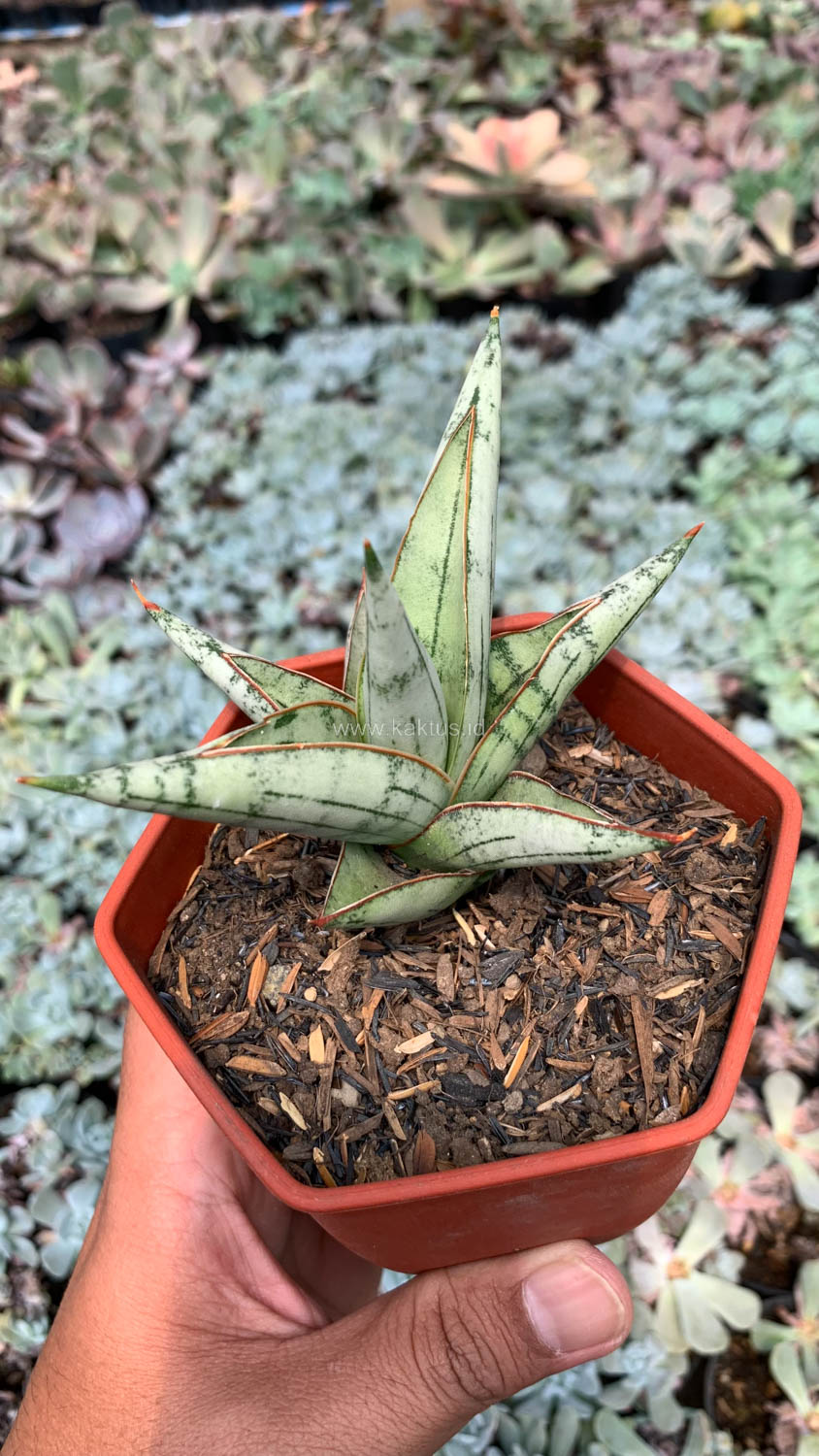 1052. Sansevieria Donii - Image 4