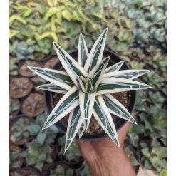 1053. Agave White Rhino Size 12 Cm