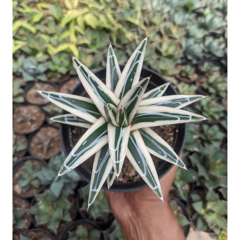 1053. Agave White Rhino Size 12 Cm