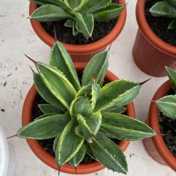 Alternative view of 1054. Agave Potatorum CV. Cubic Variegated