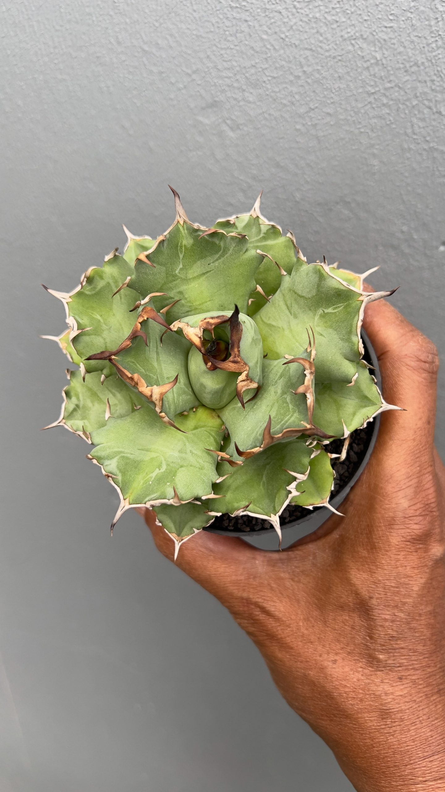1055. Agave Titanota Kyoto - Image 2