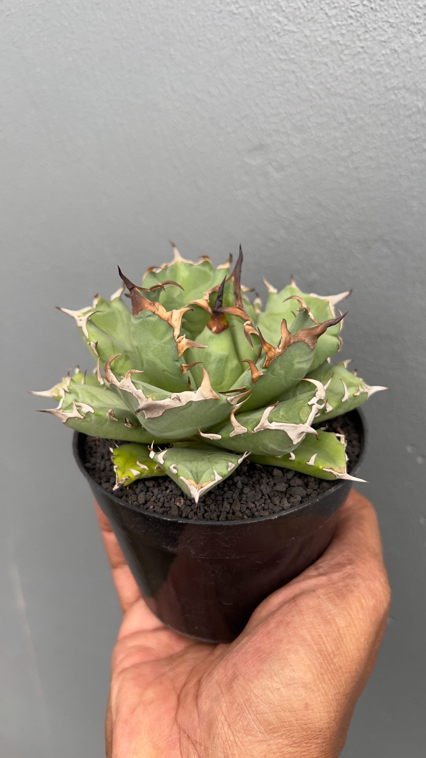 1055. Agave Titanota Kyoto - Image 3