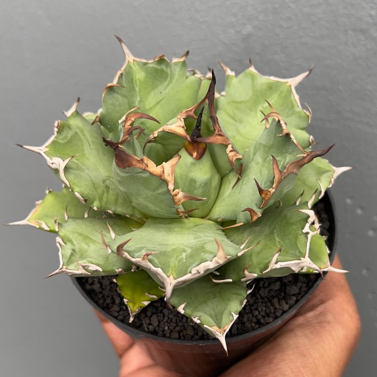 1055. Agave Titanota Kyoto