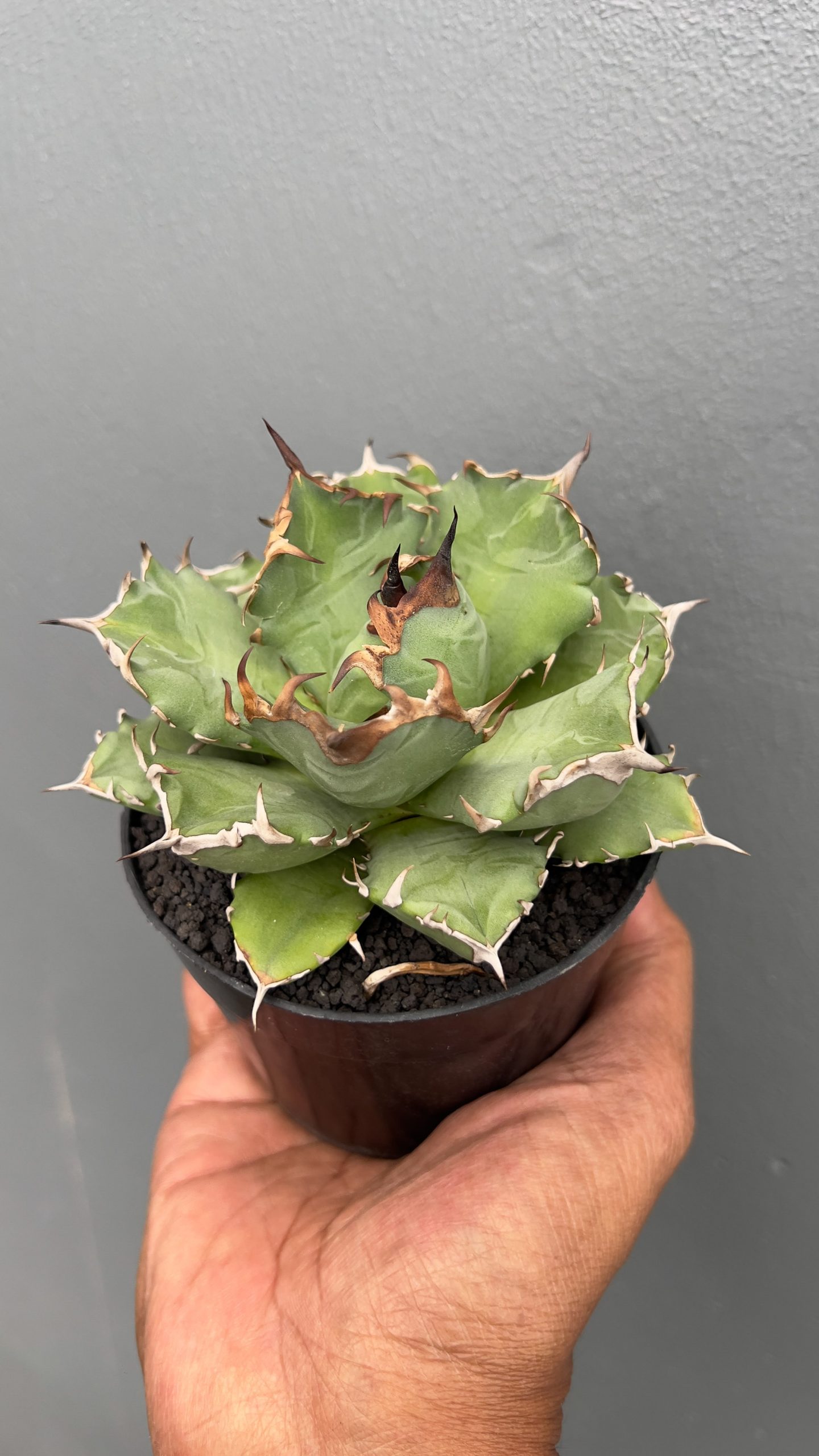 1055. Agave Titanota Kyoto - Image 4