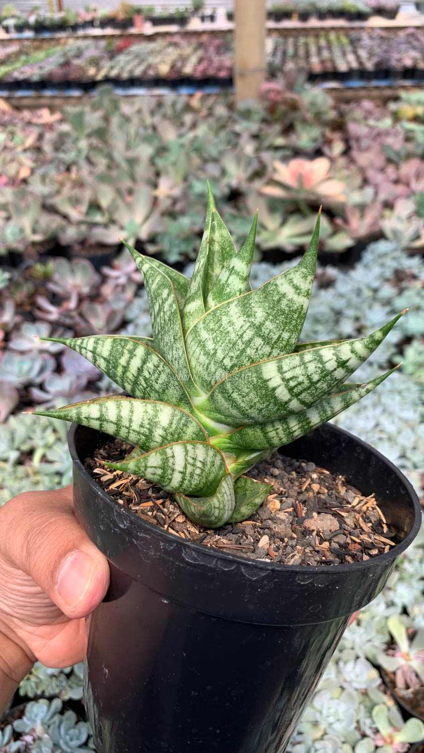 1056. Sansevieria Sindoro - Image 5