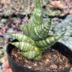 Alternative view of 1056. Sansevieria Sindoro