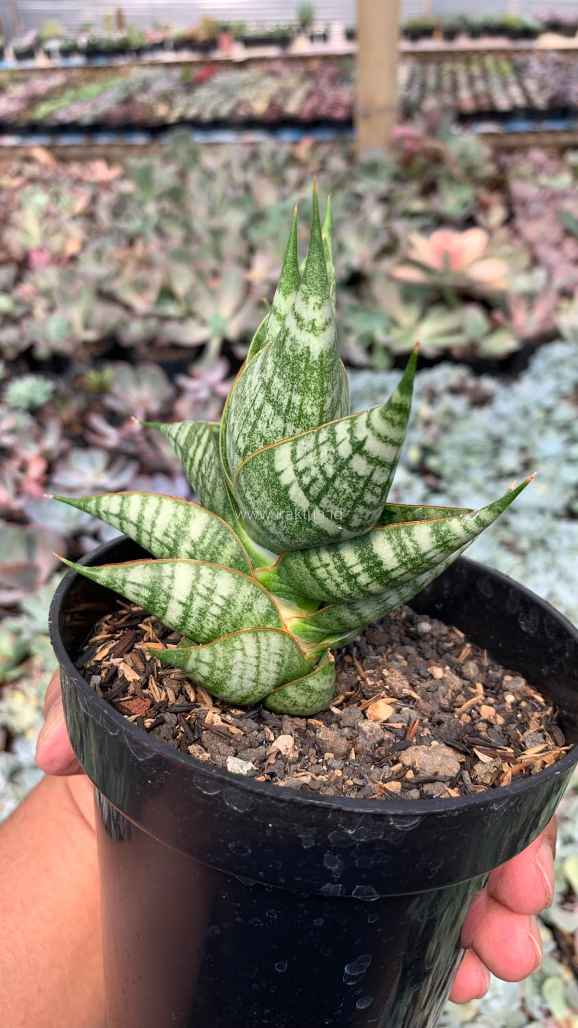 1056. Sansevieria Sindoro - Image 2