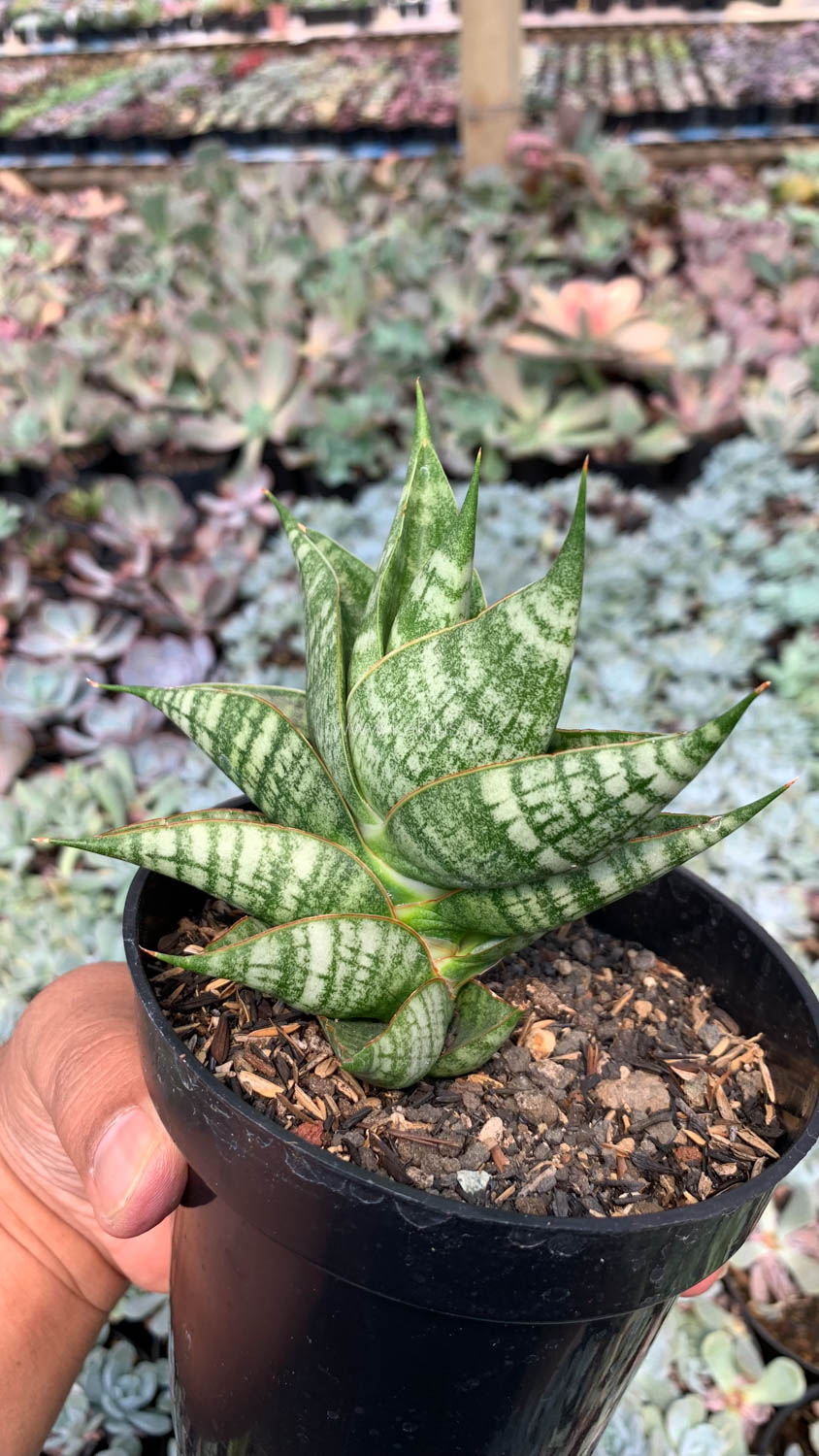 1056. Sansevieria Sindoro - Image 6