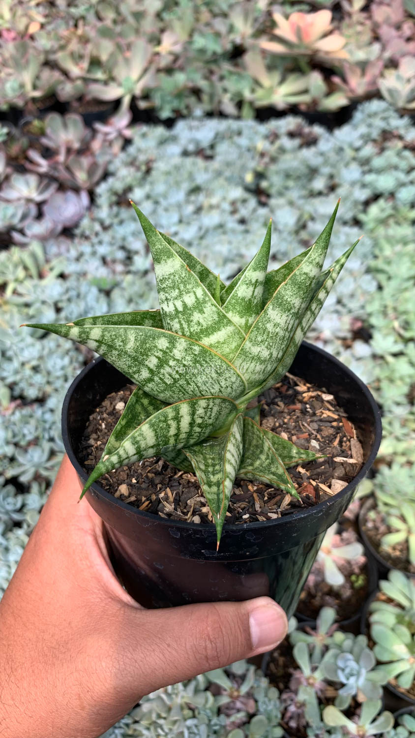 1056. Sansevieria Sindoro - Image 7