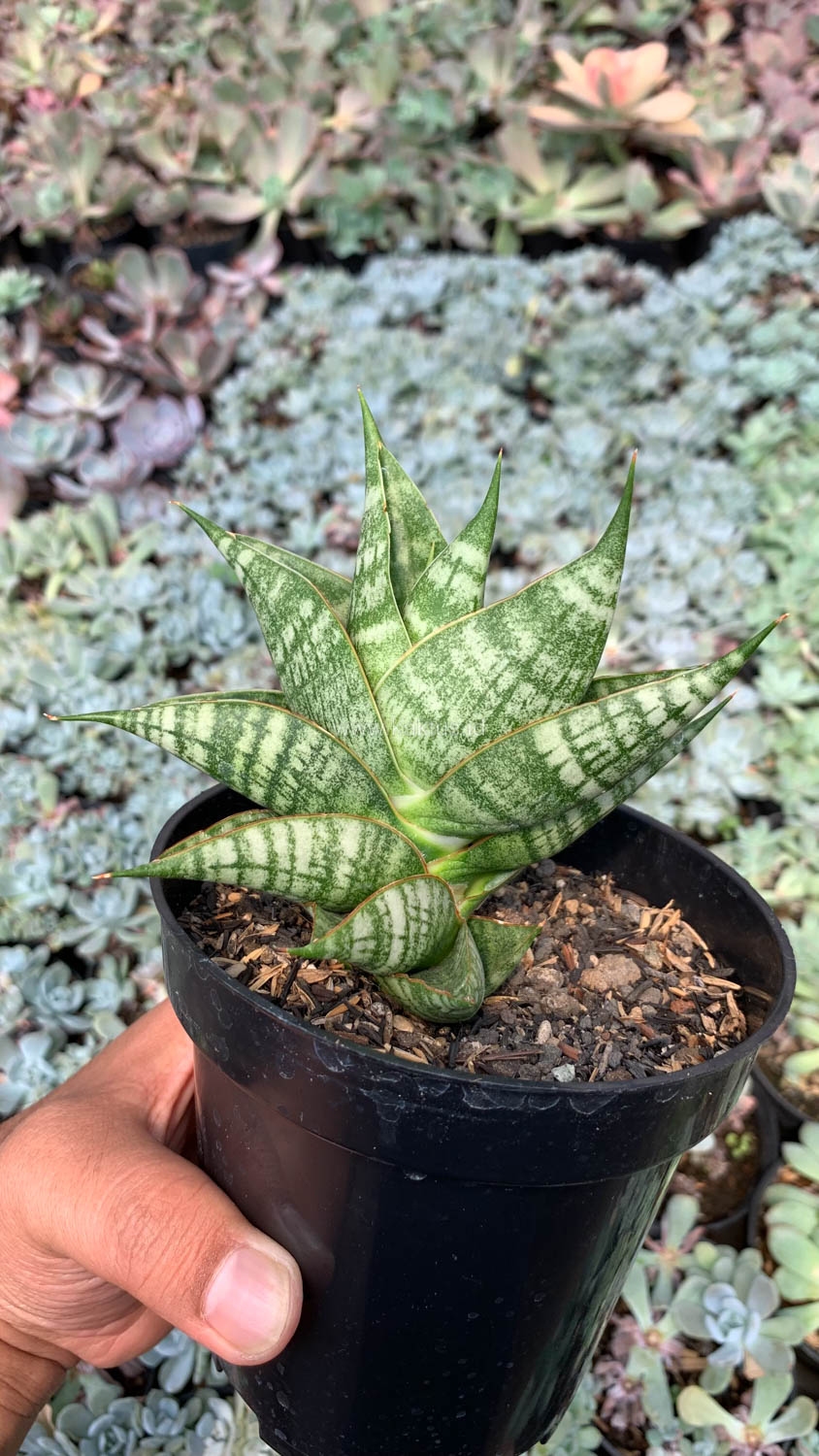 1056. Sansevieria Sindoro - Image 8