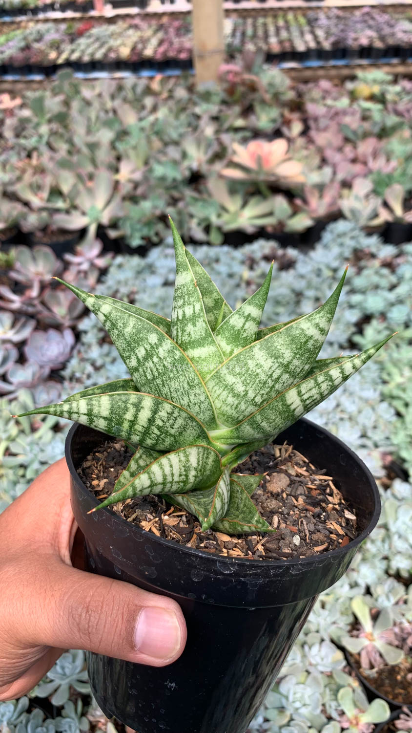 1056. Sansevieria Sindoro - Image 9