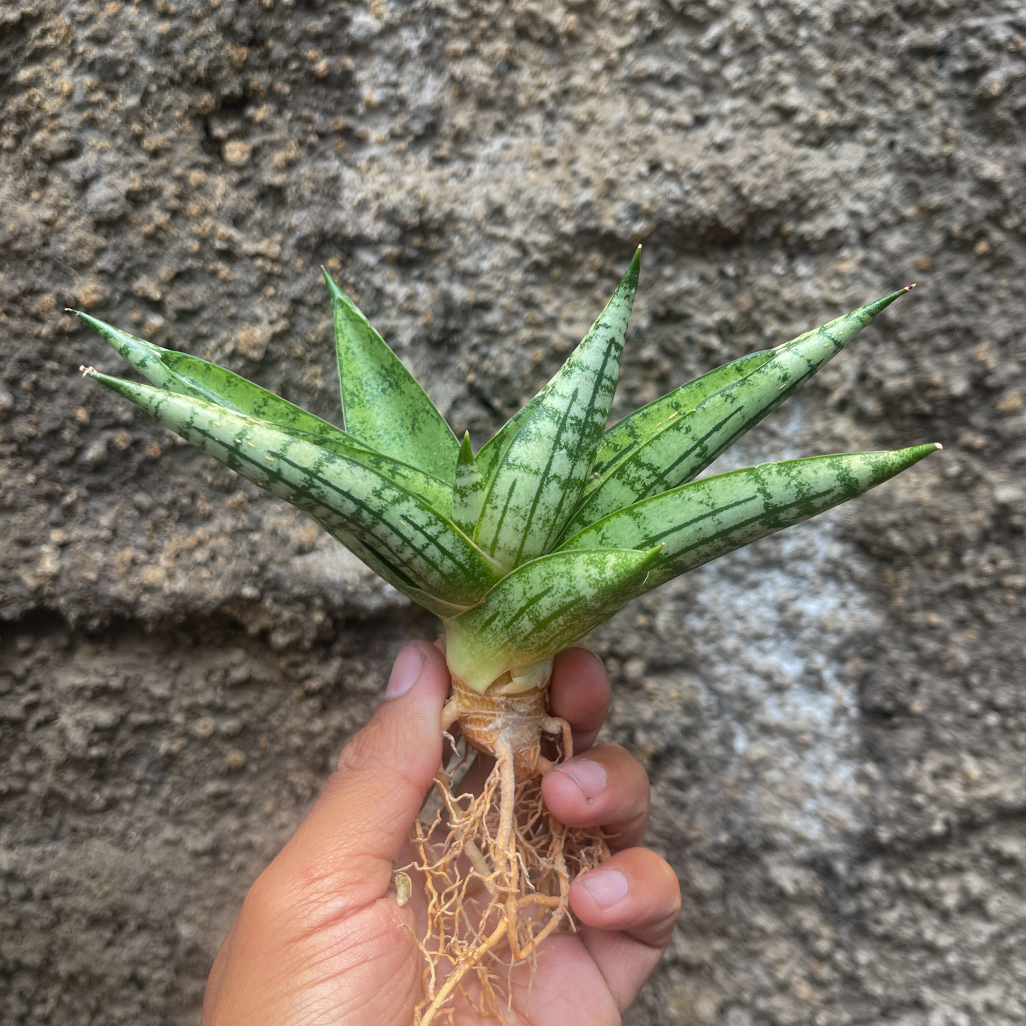 1057. Sansevieria Mia