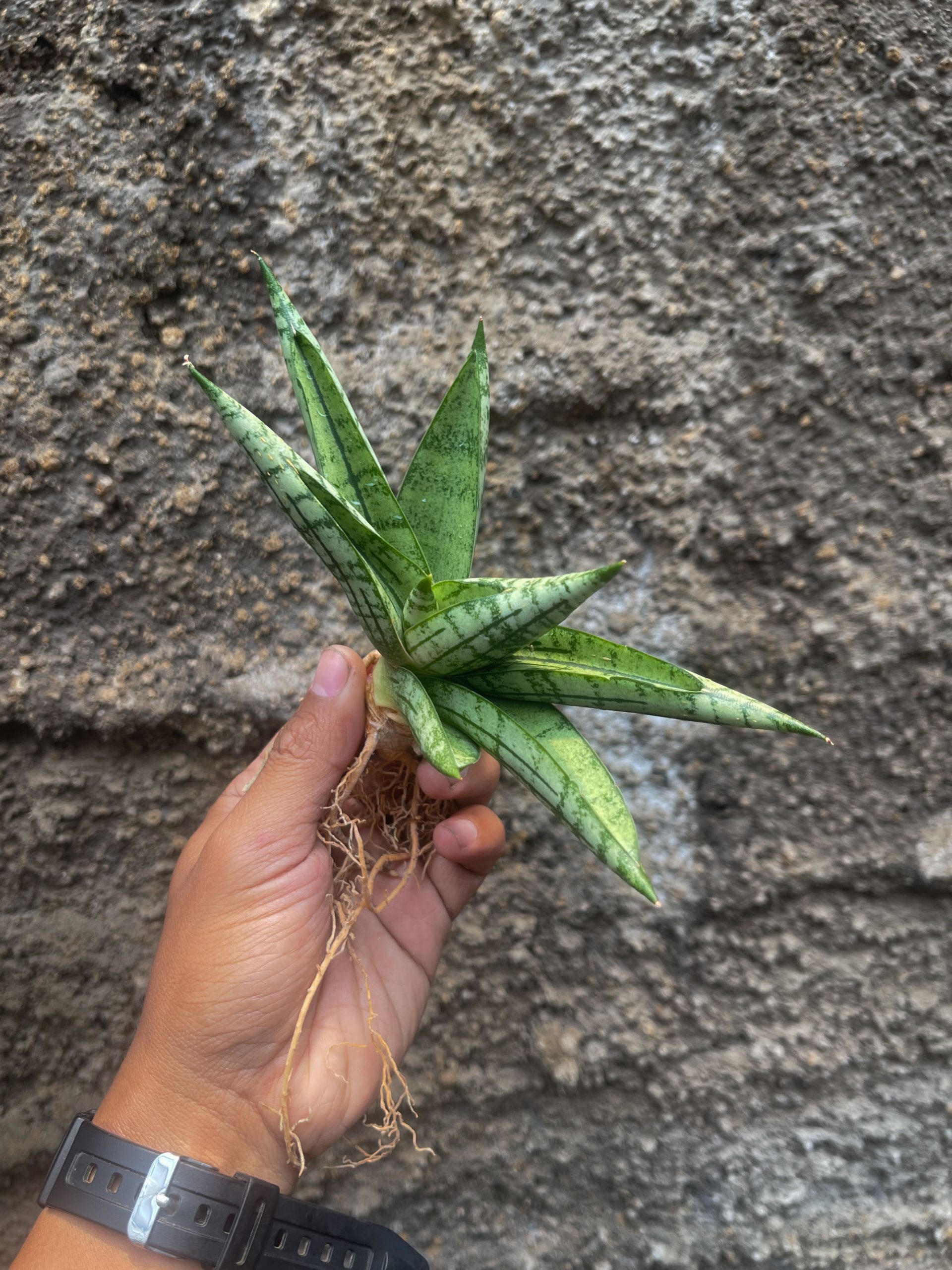 1057. Sansevieria Mia - Image 6