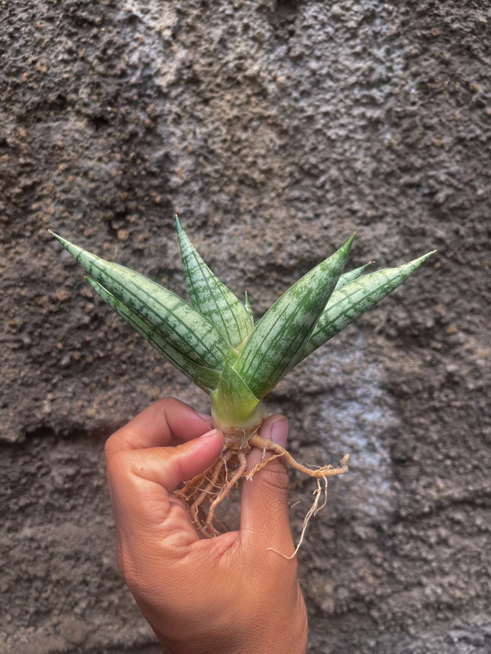 1057. Sansevieria Mia - Image 4