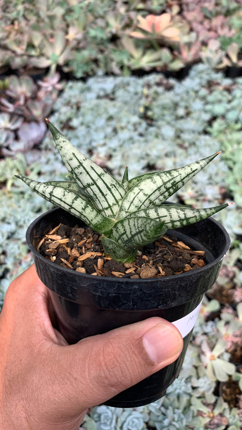1057. Sansevieria Mia - Image 9