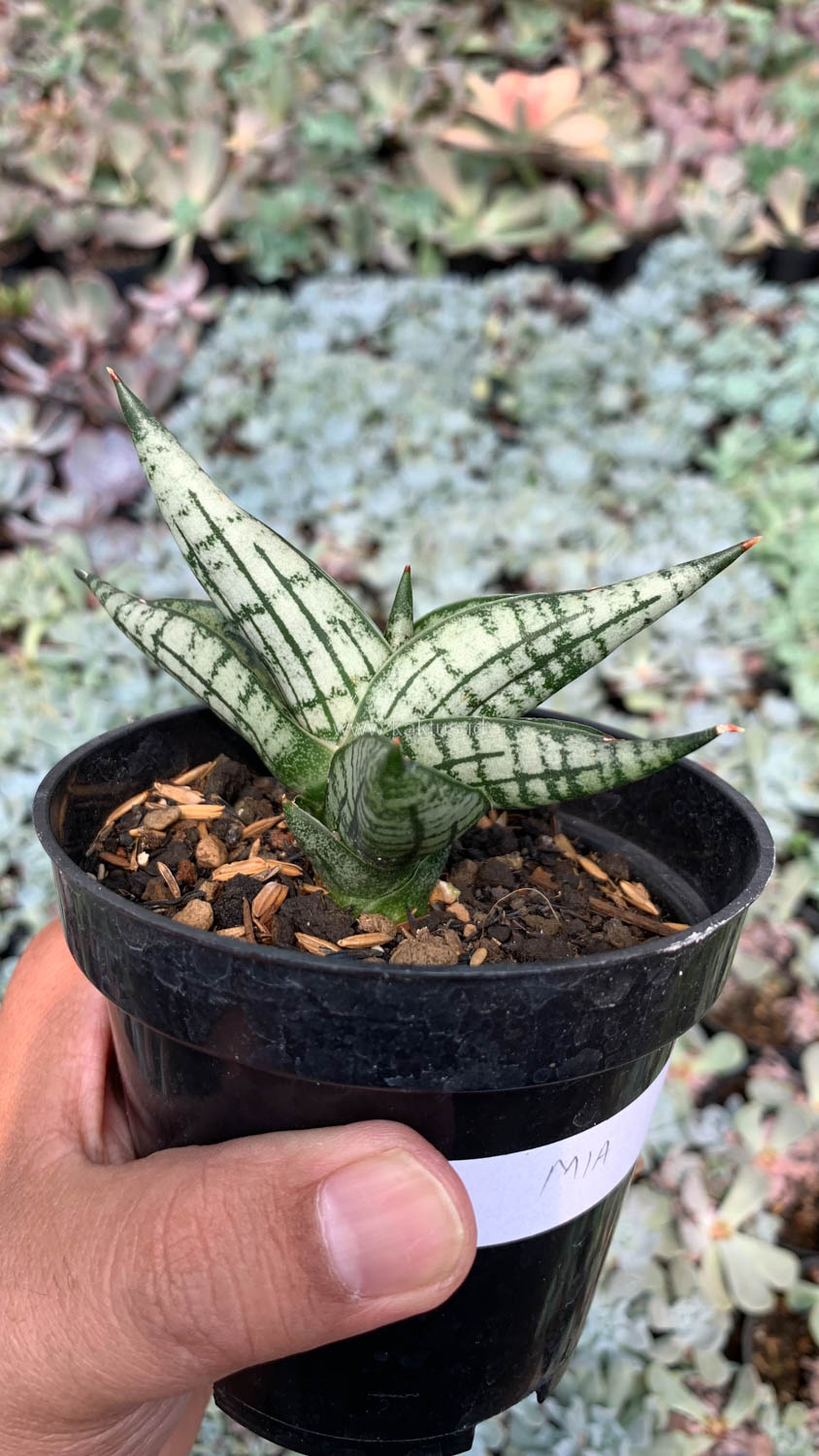 1057. Sansevieria Mia - Image 10